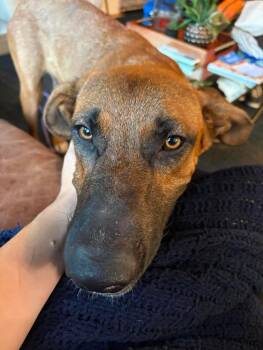 Rumi -  Black Mouth Cur and Shepherd Dog for Adoption in Bothell, Washington - Rumi | PetCurious