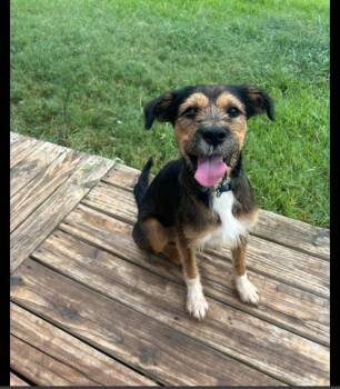 Rescue Mixed Breed Dogs for Adoption in Granbury, Texas - McGraw | PetCurious