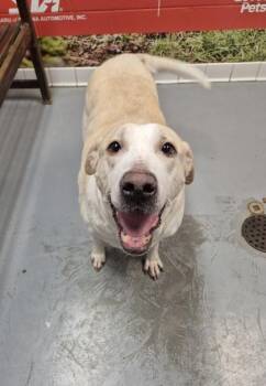 Rescue Labrador Retriever Dogs for Adoption in Lafayette, Indiana - Drayka | PetCurious