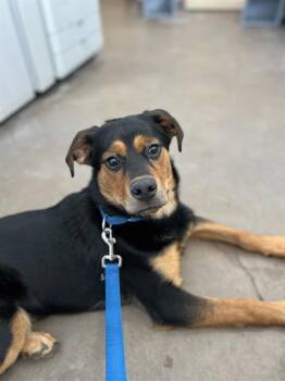 Mixed Breed Dogs Available for Adoption in Dallas, Texas - ALLIS | PetCurious