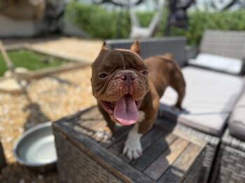 Toadstool -  American Bully Dog for Adoption in NEW PT RICHEY, Florida - Toadstool | PetCurious