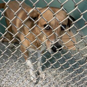 Mixed Breed Dogs Available for Adoption in Port Charlotte, Florida - Sweet Heart | PetCurious