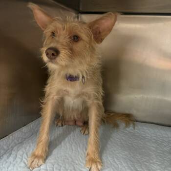 Rescue Mixed Breed Dogs for Adoption in Chattanooga, Tennessee - Darlin | PetCurious