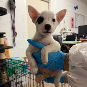 Brandy -  Shepherd Dog for Adoption in Edinburg, Texas - Brandy | PetCurious
