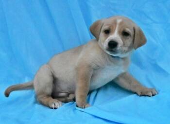 Rescue Australian Shepherd and Golden Retriever Dogs for Adoption in Morton Grove, Illinois - Harrison | PetCurious