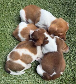 Chihuahua Dogs Available for Adoption - Molly 4 Pup: Rex | PetCurious