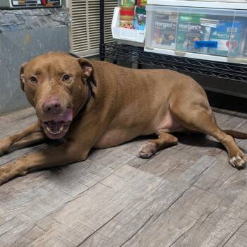 Pit Bull Terrier Dogs Available for Adoption in Jefferson City, Tennessee - Rocko | PetCurious
