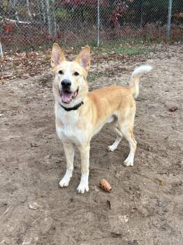 Leo -  Belgian Shepherd Malinois Dog for Adoption in Big Rapids, Michigan - Leo | PetCurious