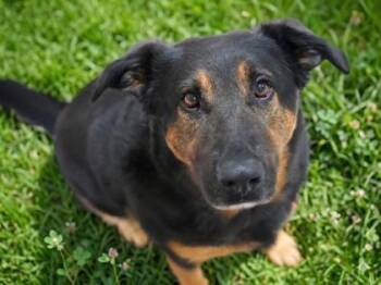 Shepherd and Mixed Breed Dogs Available for Adoption - BJ | PetCurious