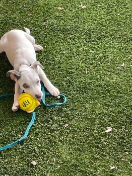 Siri -  Fox Terrier Dog for Adoption in Elgin, Illinois - Siri | PetCurious