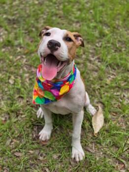 American Bully Dogs Available for Adoption in Milton, Florida - Crumpet | PetCurious