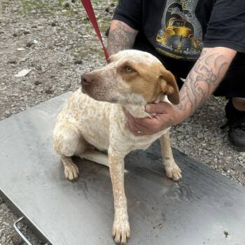 Patches -  Mixed Breed Dog Available for Adoption in Corinth, Mississippi - Patches | PetCurious