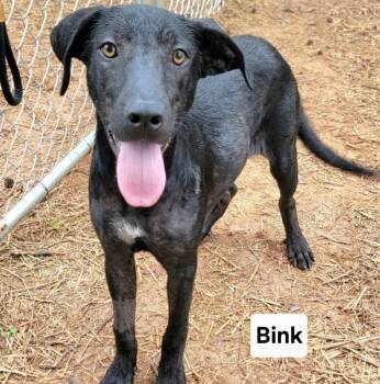 Blink -  Labrador Retriever and Mixed Breed Dog for Adoption in Cedarburg, Wisconsin - Blink | PetCurious
