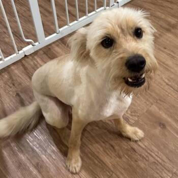 Poodle and Schnauzer Dogs Available for Adoption - Rocky Dean | PetCurious