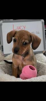 Lucy -  Beagle and Schnauzer Dog for Adoption in Indianapolis, Indiana - Lucy | PetCurious