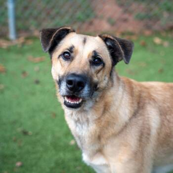 Tucker -  Belgian Shepherd Malinois and Mixed Breed Dog for Adoption in Gainesville, Georgia - Tucker | PetCurious