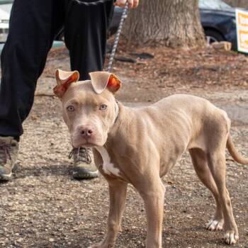 Pit Bull Terrier Dogs Available for Adoption in Madison, Wisconsin - Ever | PetCurious