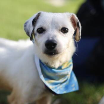 OPHELIA -  Terrier Dog for Adoption in San Antonio, Texas - OPHELIA | PetCurious
