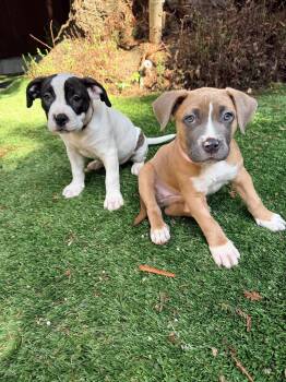 Aurora -  Pit Bull Terrier Dog Available for Adoption in Sunnyvale, California - Aurora | PetCurious