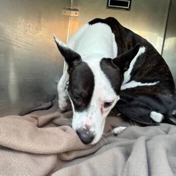 Ashlynn -  Mixed Breed Dog for Adoption in Philadelphia, Pennsylvania - Ashlynn | PetCurious