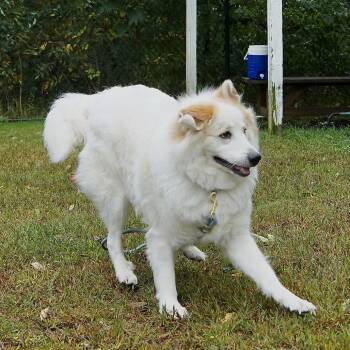 Bridges -  Great Pyrenees and Golden Retriever Dog for Adoption in Scituate, Massachusetts - Bridges | PetCurious