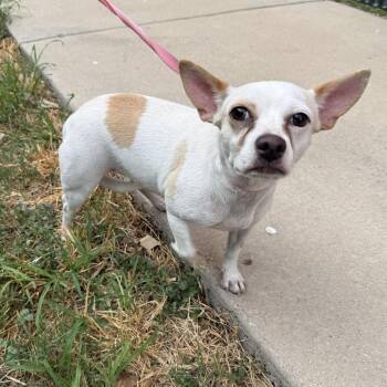 Waterloo -  Chihuahua Dog for Adoption in San Antonio, Texas - Waterloo | PetCurious