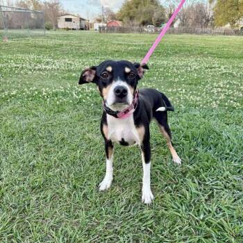 Rat Terrier and Terrier Dogs Available for Adoption in Carencro, Louisiana - Agnes | PetCurious