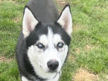 Mixed Breed Dogs Available for Adoption in Georgetown, Texas - Marco | PetCurious