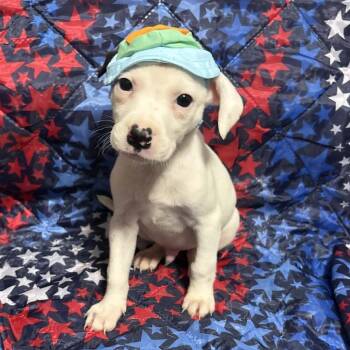 Pointer and Mixed Breed Dogs Available for Adoption in Fredericksburg, Virginia - Doppler Dave | PetCurious