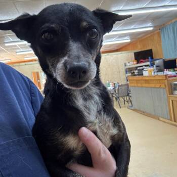 Sissy -  Chihuahua Dog for Adoption in Parrish, Alabama - Sissy | PetCurious