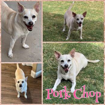 Chihuahua Dogs Available for Adoption in New London, Wisconsin - Porkchop | PetCurious