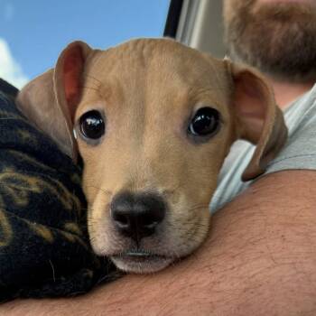 Rescue Pit Bull Terrier Dogs for Adoption in Wichita, Kansas - Autumn | PetCurious