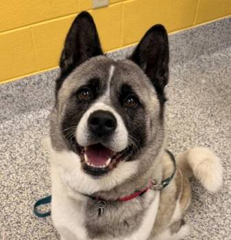 Sake -  Akita Dog for Adoption in Golden, Colorado - Sake | PetCurious