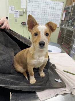 Rescue Cardigan Welsh Corgi and Australian Cattle Dog Blue Heeler Dogs for Adoption in Hutchinson, Kansas - Rumi | PetCurious