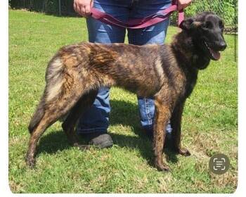 Tinkerbell Located in Tennessee -  Belgian Shepherd Malinois and Dutch Shepherd Dog for Adoption in Imlay City, Michigan - Tinkerbell Located In Tennessee | PetCurious