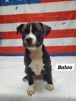 Baloo -  French Bulldog and Pug Dog for Adoption in Urbana, Ohio - Baloo | PetCurious