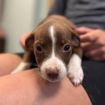 Sue -  Mixed Breed Dog for Adoption in Springboro, Ohio - Sue | PetCurious