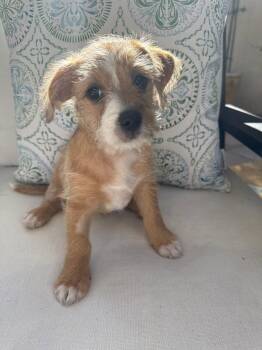 Dawson -  Chihuahua and Terrier Dog for Adoption in Sunnyvale, California - Dawson | PetCurious