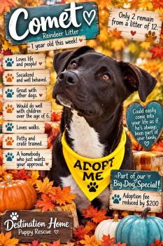Comet -  Labrador Retriever and Australian Cattle Dog Blue Heeler Dog for Adoption in Fort Mill, South Carolina - Comet | PetCurious