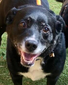 Boomer -  Labrador Retriever and Hound Dog for Adoption in Kennesaw, Georgia - Boomer | PetCurious