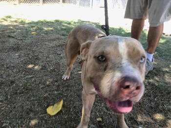 Rescue Pit Bull Terrier Dogs for Adoption in Phoenix, Arizona - Bluey (Courtesy Post) | PetCurious
