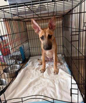 Hank -  Shepherd and Belgian Shepherd Malinois Dog for Adoption in Twentynine Palms, California - Hank | PetCurious