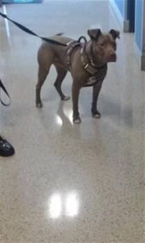 American Bulldog Dogs Available for Adoption in Doral, Florida - KASH | PetCurious