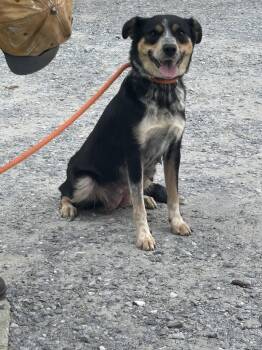 Rosie: at the shelter -  Australian Shepherd and Australian Cattle Dog Blue Heeler Dog for Adoption in Rustburg, Virginia - Rosie: At The Shelter | PetCurious