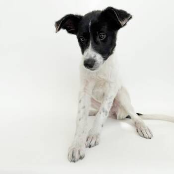 Cricket -  Mixed Breed Dog for Adoption in Brentwood, Missouri - Cricket | PetCurious