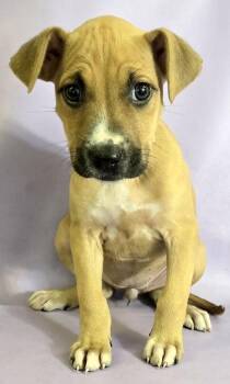 Boxer and Mixed Breed Dogs Available for Adoption in Morton Grove, Illinois - Terri | PetCurious