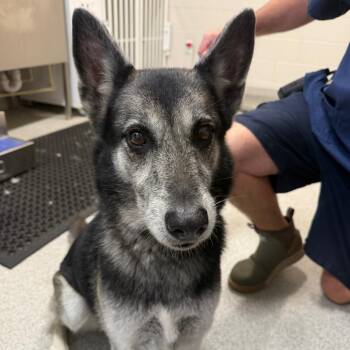 Mixed Breed Dogs Available for Adoption - Saphira | PetCurious