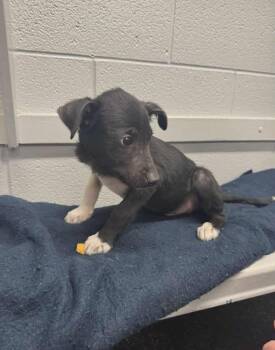 Rescue Mixed Breed Dogs for Adoption in Saskatoon, Saskatchewan - Teddy | PetCurious