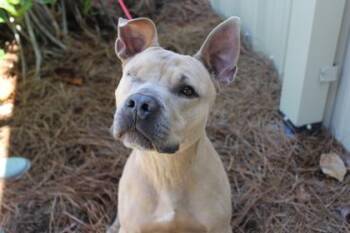 American Bulldog and Mixed Breed Dogs Available for Adoption in Brunswick, Georgia - Albie | PetCurious