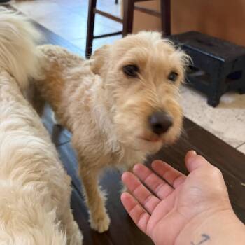 Solis -  Terrier and Miniature Poodle Dog for Adoption in Corona, California - Solis | PetCurious